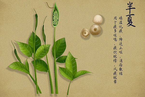 半夏的功效与作用 半夏的好处(图3)