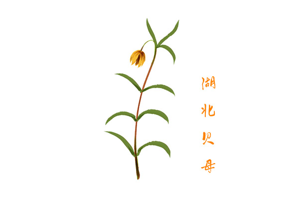 贝母的功效与作用 贝母有哪些好处(图1)