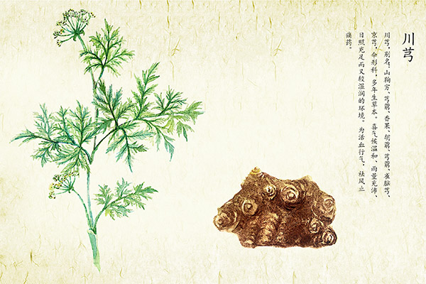 川芎的功效与作用 川芎对人体的好处(图3)