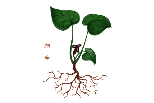 细辛的功效与作用 细辛的好处(图1)