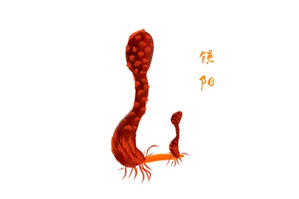 锁阳的功效与作用 锁阳对身体的好处(图2)